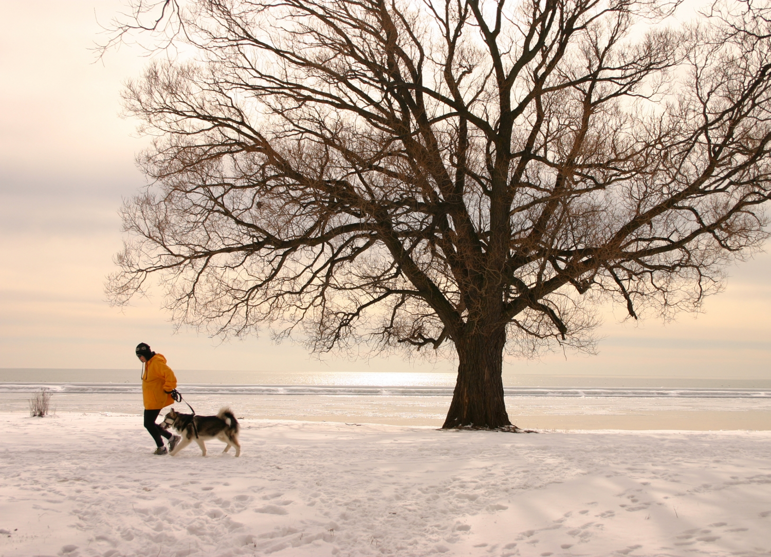 jeanie marie mossa MS. L.Ac.