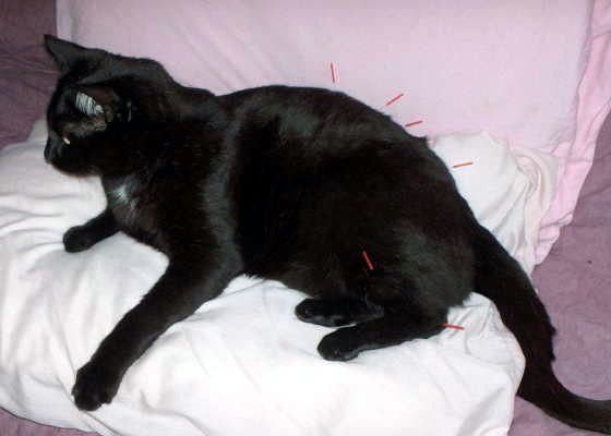 jeanie marie mossa MS. L.Ac.